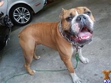 american bulldog puppy posted by Marco60101