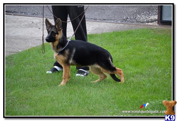 puppies for sale in altoona pa german shepherd puppies for sale in pennsylvania puppies for sale in altoona pa german shepherd puppies for sale in pennsylvania