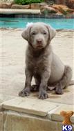 labrador retriever puppy posted by Marcynorman