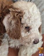 labradoodle puppy posted by Margodogs