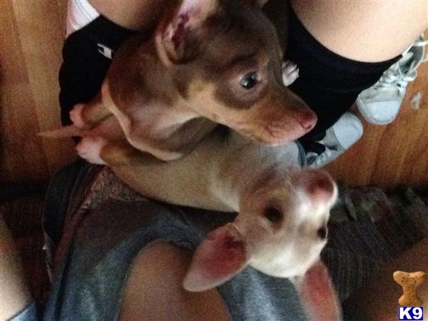 teddy roosevelt terrier puppies for sale teddy roosevelt terrier puppy for sale puppy for sale 4 years teddy roosevelt terrier puppies for sale teddy roosevelt terrier puppy for sale puppy for sale 4 years