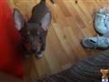 teddy roosevelt terrier puppy posted by Margot1234