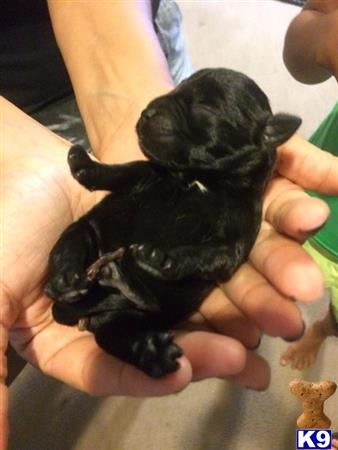 schnauzer puppies nc miniature schnauzer puppies for sale fayetteville nc design breeds picture schnauzer puppies nc miniature schnauzer puppies for sale fayetteville nc design breeds picture