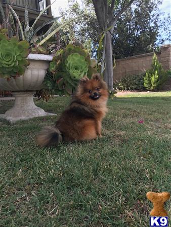 pomeranian stud fee pomeranian stud chico 19 months pomeranian stud fee pomeranian stud chico 19 months