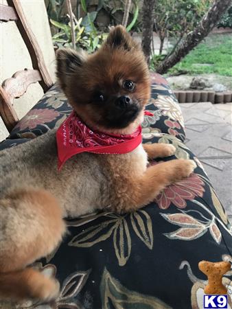 pomeranian stud fee pomeranian stud chico 19 months pomeranian stud fee pomeranian stud chico 19 months