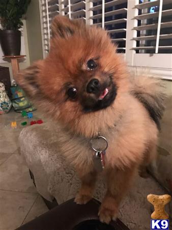 pomeranian stud fee pomeranian stud chico 19 months pomeranian stud fee pomeranian stud chico 19 months