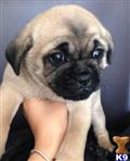 Pug