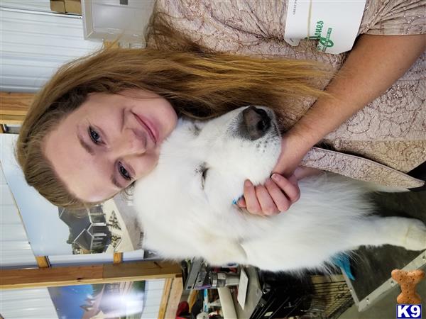Great Pyrenees stud dog