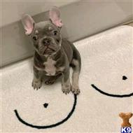 french bulldog puppy posted by Markanthony714