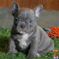 french bulldog puppy posted by Markanthony714