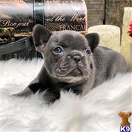 french bulldog puppy posted by Markanthony714