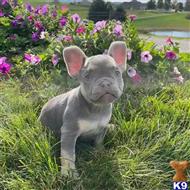 french bulldog puppy posted by Markanthony714