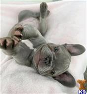 french bulldog puppy posted by Markanthony714
