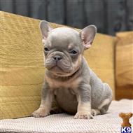 french bulldog puppy posted by Markanthony714