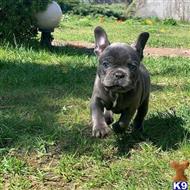 french bulldog puppy posted by Markanthony714