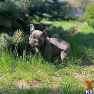 french bulldog puppy posted by Markanthony714