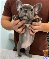 french bulldog puppy posted by Markanthony714