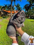 french bulldog puppy posted by Markanthony714