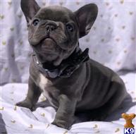 french bulldog puppy posted by Markanthony714