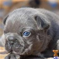 french bulldog puppy posted by Markanthony714