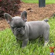 french bulldog puppy posted by Markanthony714