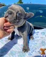 french bulldog puppy posted by Markanthony714