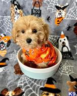 maltipoo puppy posted by Markanthony714