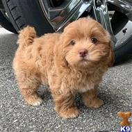 maltipoo puppy posted by Markanthony714