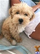 maltipoo puppy posted by Markanthony714