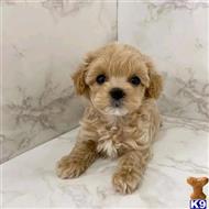 maltipoo puppy posted by Markanthony714