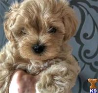 maltipoo puppy posted by Markanthony714