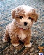 maltipoo puppy posted by Markanthony714