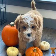 maltipoo puppy posted by Markanthony714
