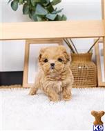 maltipoo puppy posted by Markanthony714