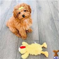 maltipoo puppy posted by Markanthony714
