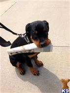 rottweiler puppy posted by Markanthony714