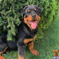 rottweiler puppy posted by Markanthony714