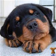 rottweiler puppy posted by Markanthony714