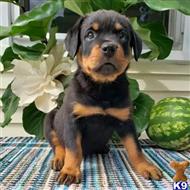 rottweiler puppy posted by Markanthony714