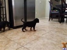 rottweiler puppy posted by Markanthony714