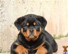rottweiler puppy posted by Markanthony714
