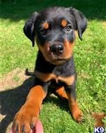 rottweiler puppy posted by Markanthony714