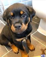 rottweiler puppy posted by Markanthony714