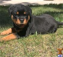 rottweiler puppy posted by Markanthony714