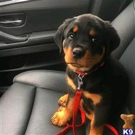 rottweiler puppy posted by Markanthony714