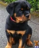 rottweiler puppy posted by Markanthony714