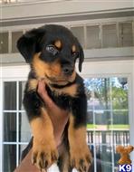 rottweiler puppy posted by Markanthony714