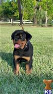 rottweiler puppy posted by Markanthony714