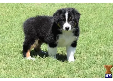 Australian Shepherd
