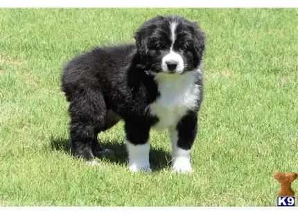 Australian Shepherd